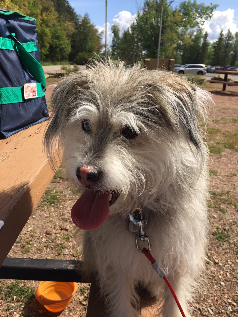 tinavdl31's tweet photo. Happy #InternationalDogDay2019 https://t.co/LOfPEebsrc