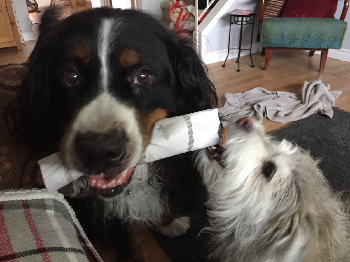 tinavdl31's tweet photo. Happy #InternationalDogDay2019 https://t.co/LOfPEebsrc