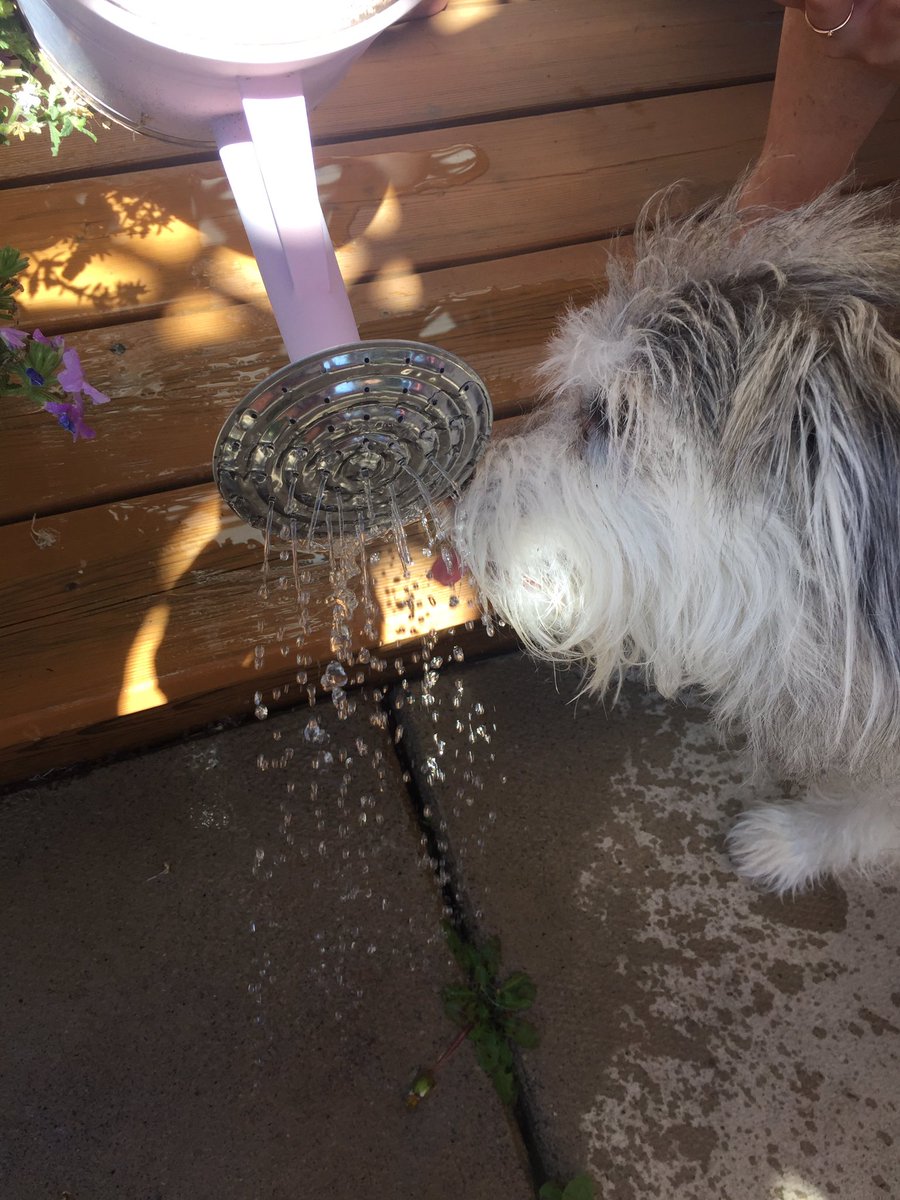 tinavdl31's tweet photo. Happy #InternationalDogDay2019 https://t.co/LOfPEebsrc
