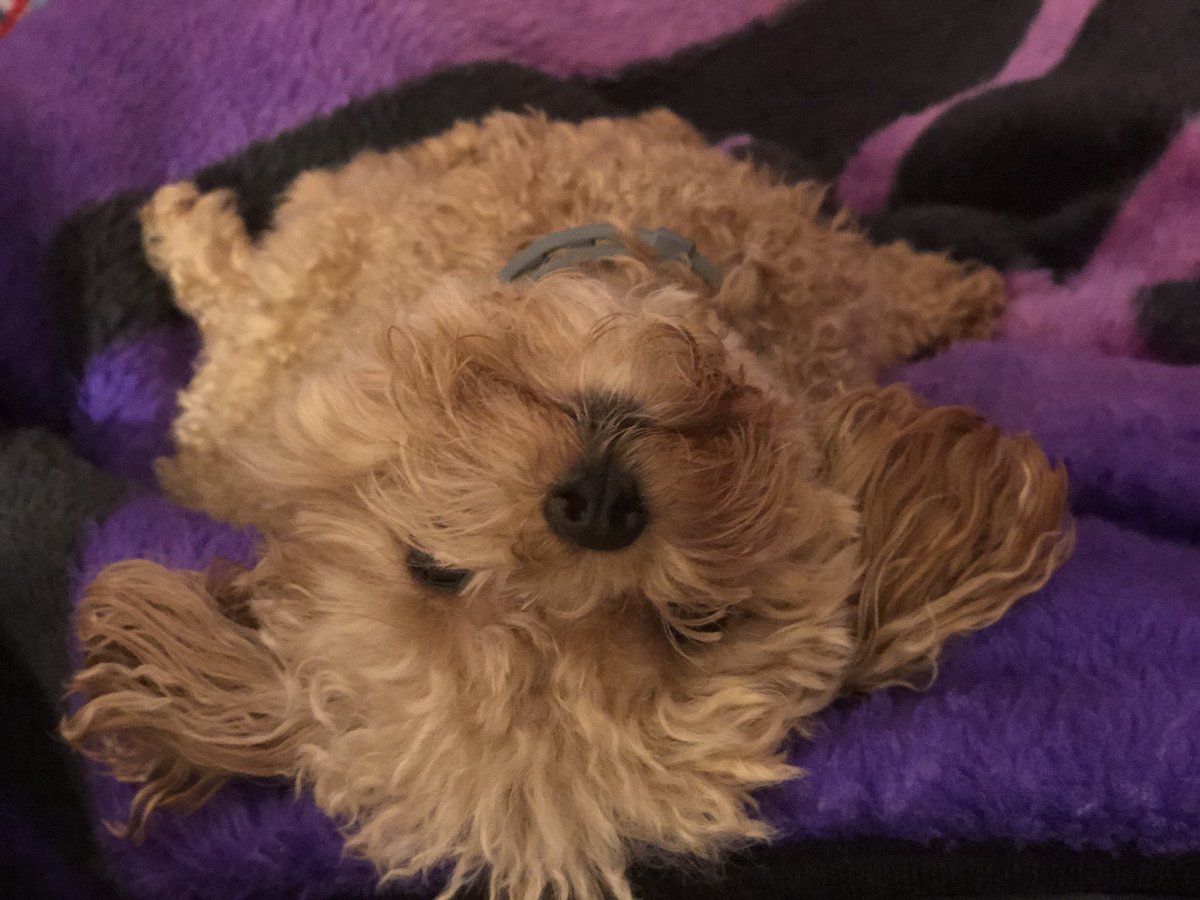 sher76's tweet photo. #NationalDogDay #CinnamonHarlie 🐶💜🐾 https://t.co/vqEAFHk6Nw