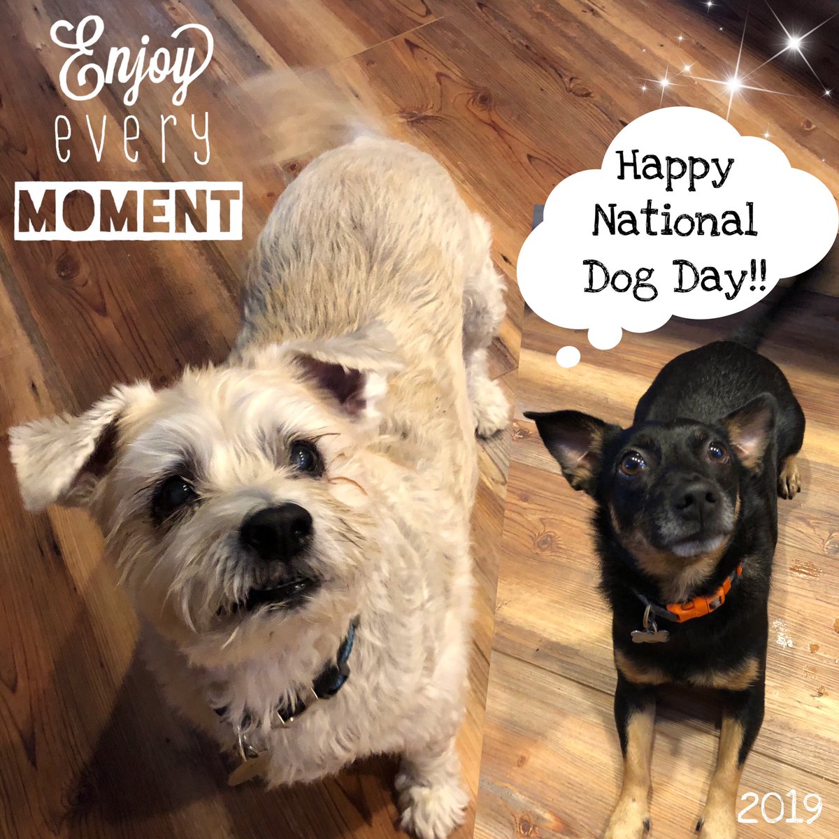 BobbiAnneThomas's tweet photo. @bestfriends @Dodgers @redturn2 β€οΈ #TobyThomas β€οΈ #WickerLayne https://t.co/JvFCe2qOLG