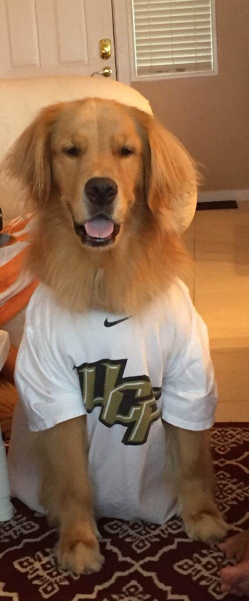 mforbrick's tweet photo. @UCF Hank says “Go Knights!” on #NationalDogDay https://t.co/o7sstrwngh