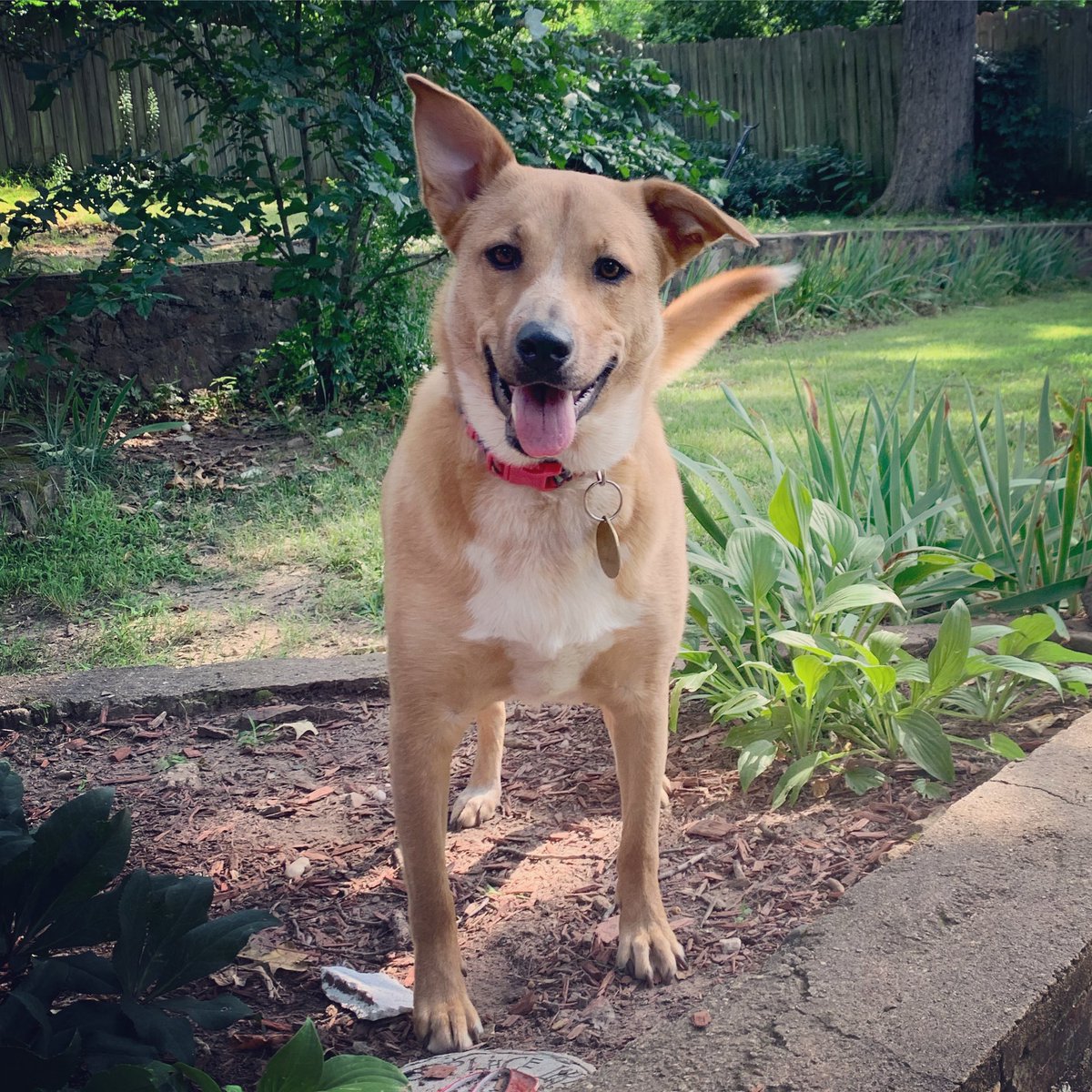 mikithompson's tweet photo. @dog_rates This is Maisy Lou. She’s a very good girl. https://t.co/c4TeIHj5K6