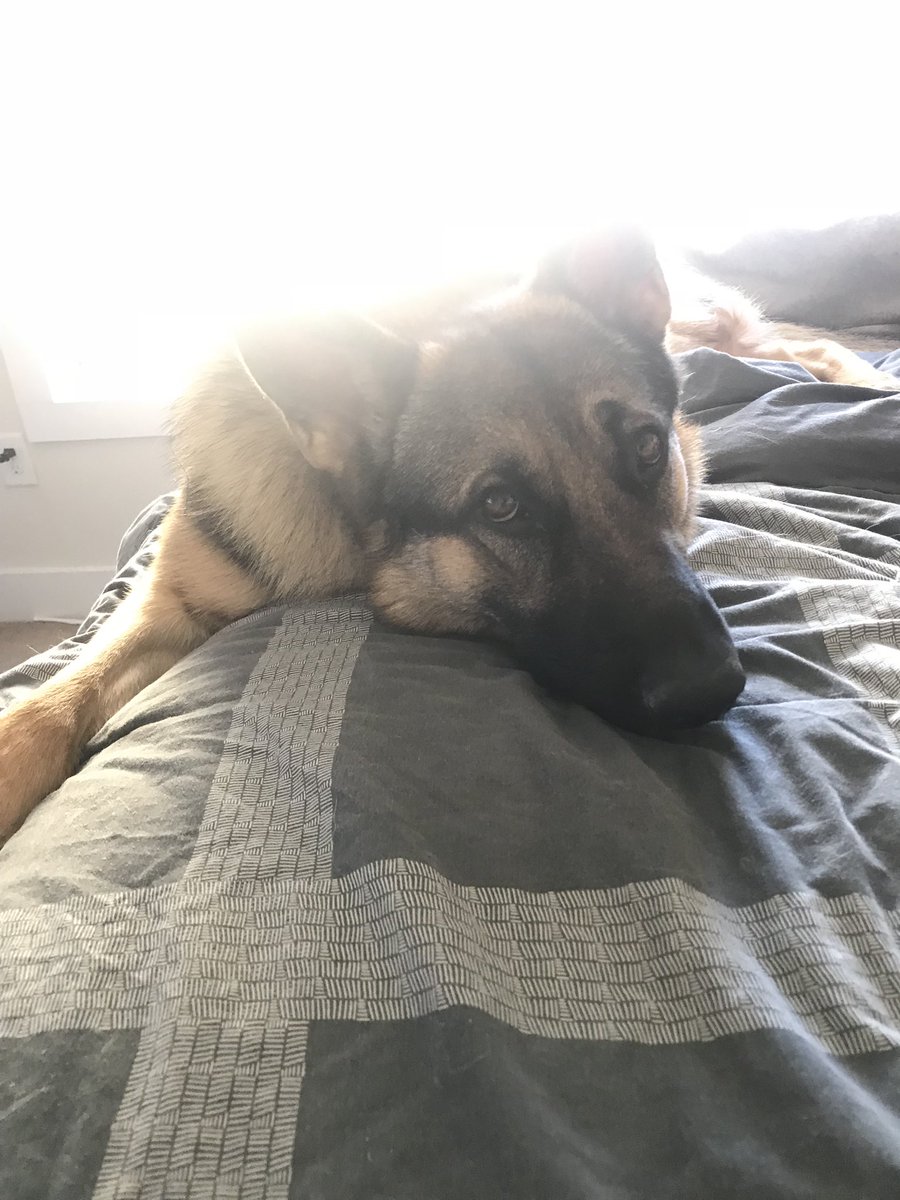 _JustReni's tweet photo. My other baby Balo 🥶 https://t.co/1QArWaLzMY