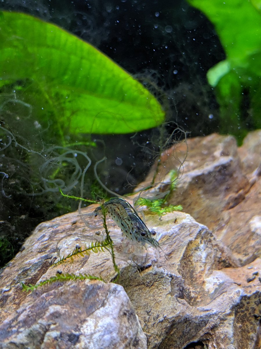 BluecanLee's tweet photo. Finally got some pics of a couple of my amanos! Ignore the nasty hair algae that's why I got them #fishpost https://t.co/AIVa30BiVF
