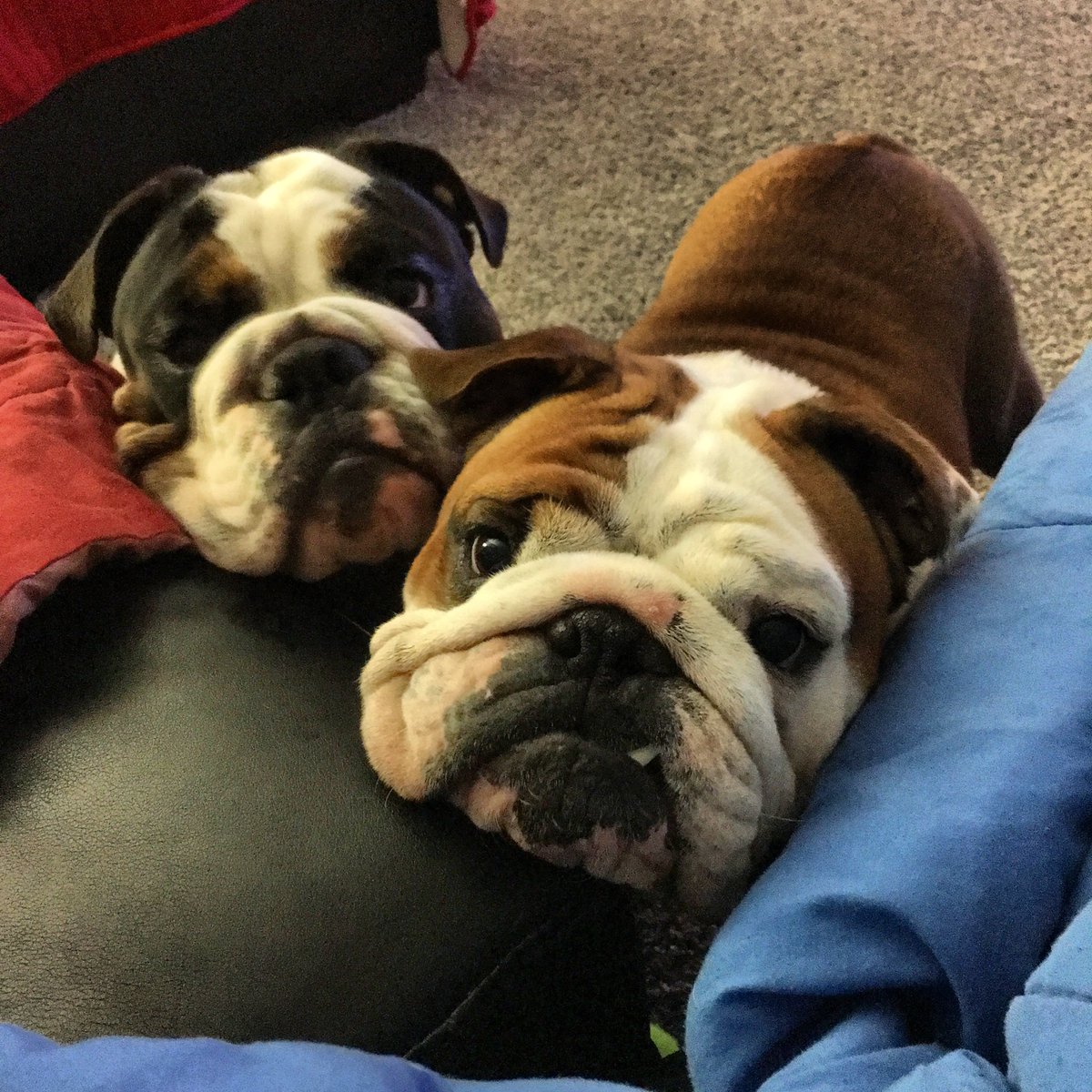 Chunk_Bulldog92's tweet photo. #NationalDogDay #bulldogsoftwitter #englishbulldog #bulldogs #InternationalDogDay https://t.co/P6fEv7hZUV