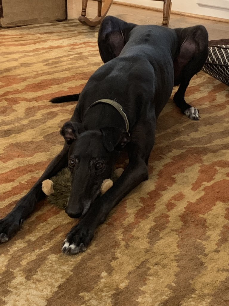 Sporting_JC's tweet photo. @dog_rates Mudd in his Sphinx pose! #retiredracer #greyhoundsmakegreatpets https://t.co/f4eDYLtWRq