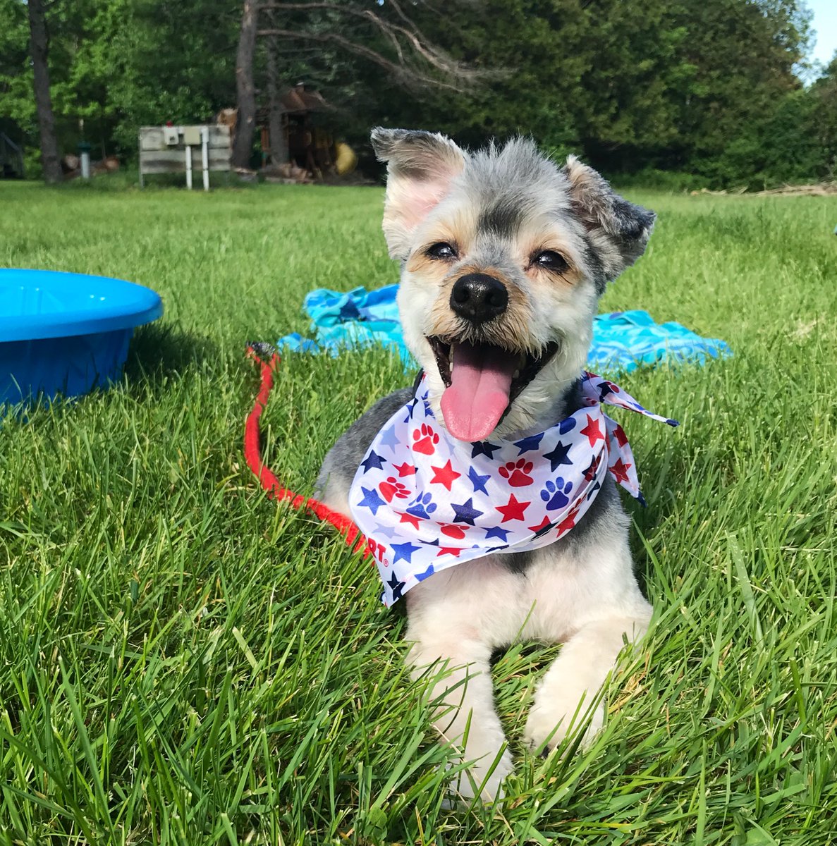 SELeadHER's tweet photo. Happy #NationalDogDay to the best pup ever, SnoopDogg! ❤️
#ourNE #ourNEngagement #ourNEpets #petsaremything💙🖤#moreforyourthing https://t.co/s22YSu4fw0