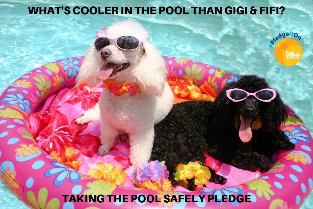 poolsafely's tweet image. What makes Gigi and Fifi the coolest dogs at the pool? They both know how to #PoolSafely. Join them by taking the Pledge to be safer in and around the water and #PledgeItOn: bit.ly/2IBHMD6 #NationalDogDay #DogsOfTwitter
