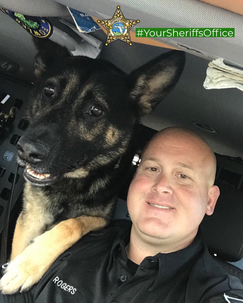 ECSONews's tweet photo. #nationaldogday #k9 #yoursheriffsoffice #ecso #pensacola #gsd https://t.co/lEdVr8zMua