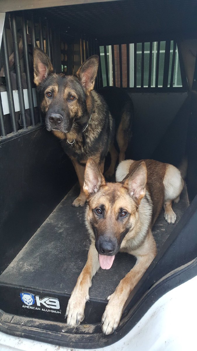 ECSONews's tweet photo. #nationaldogday #k9 #yoursheriffsoffice #ecso #pensacola #gsd https://t.co/lEdVr8zMua