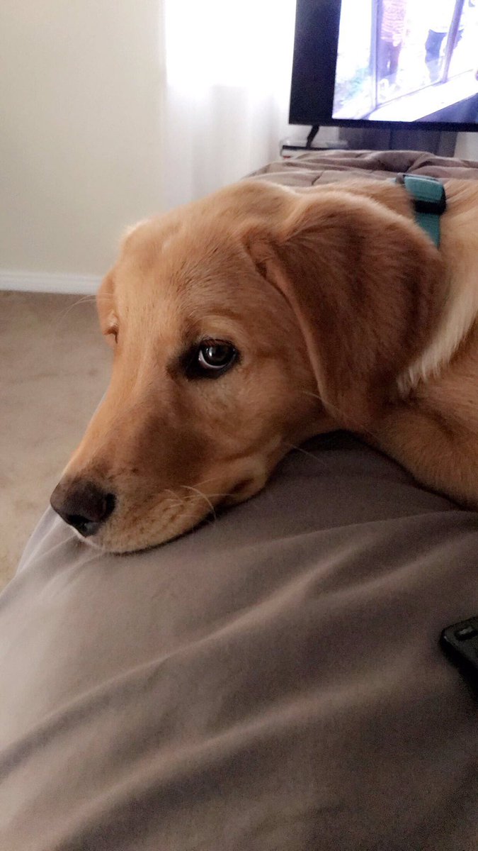 nata_mcmahon's tweet photo. @dog_rates That sly smile though 😏 https://t.co/TIYKbUUxPf