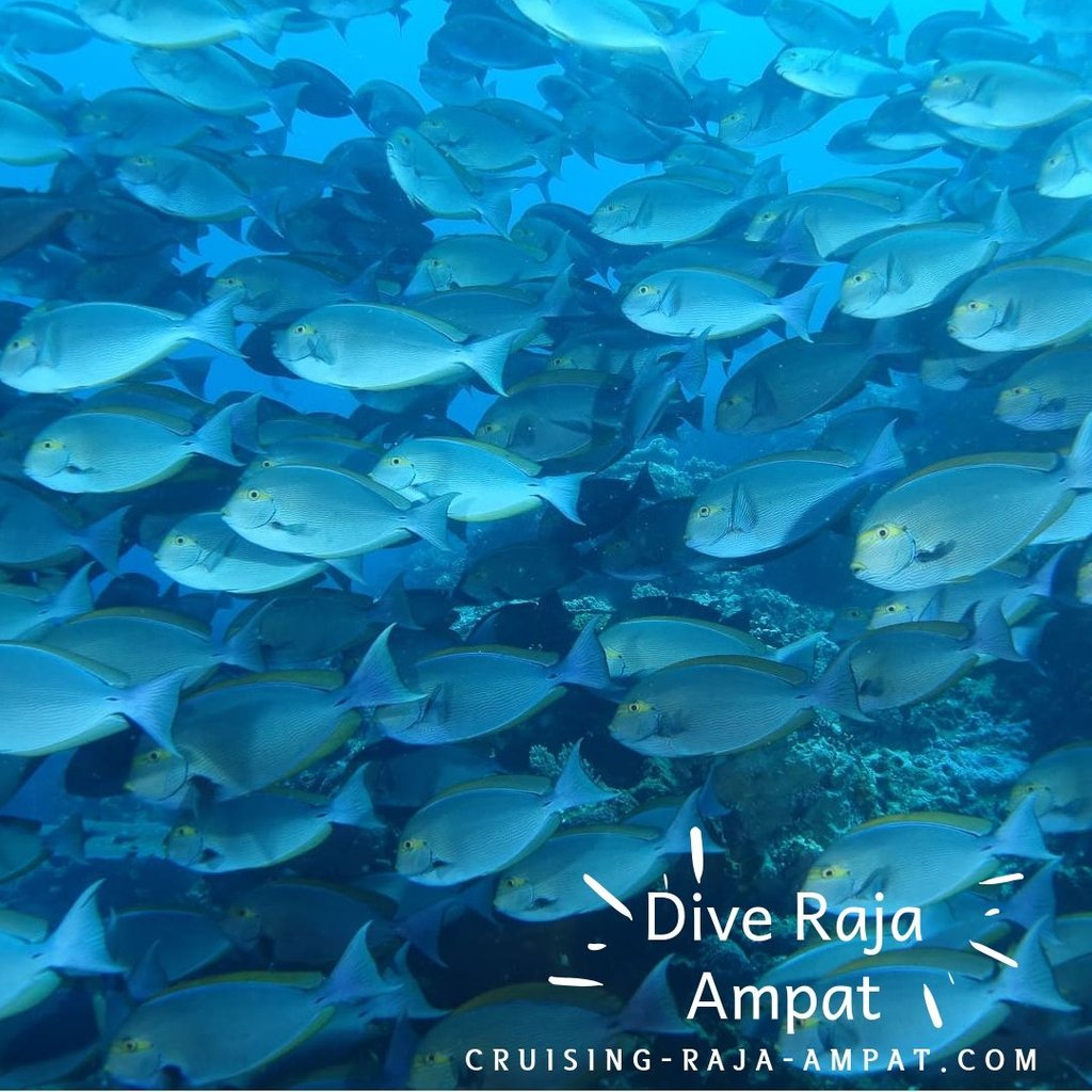 wisesarajaampat's tweet photo. Discover the exciting world of Raja Ampat

“For my part, I travel not to go anywhere but to go. I travel for travel’s sake. The great affair is to move.” – Robert Louis Stevenson

#rajaampatcruise

#rajaampatcoralreef
#rajaampatconservation https://t.co/ioELNPqsXm