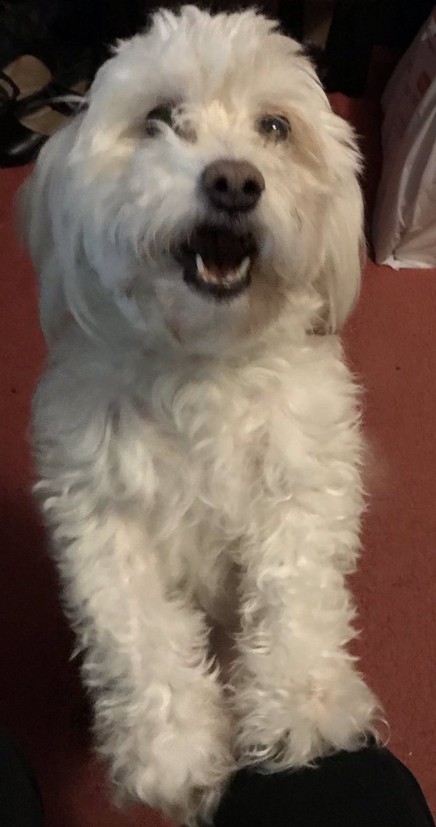 PencilMeIn3's tweet photo. Happy International Dog Day
My boo Duchie 💕🐶💕🐶💕 https://t.co/oscZguG0m8