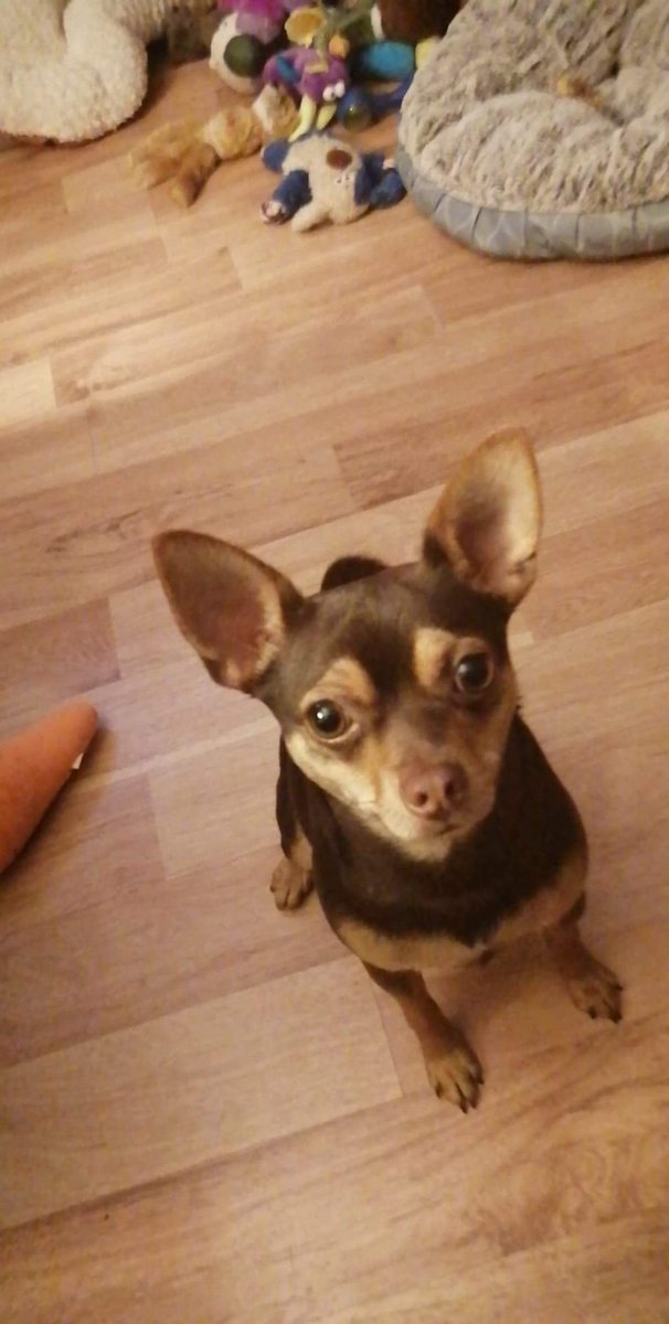 Happy Doggie day, Spike!