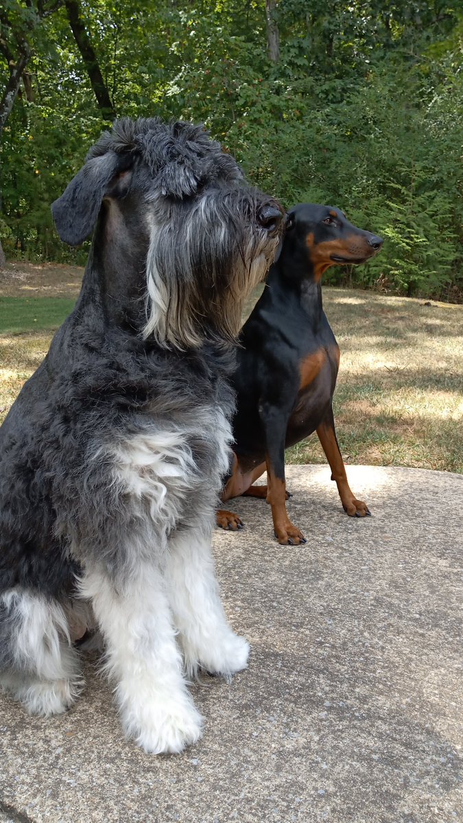 codywebbmusic's tweet photo. Aleigh, Ruby, and Lucy celebrating #NationalDogDay.  Ruby is owning that mohawk! 😁 
#NationalDogsDay #NationalDogDay2019 https://t.co/effKxO4hCZ