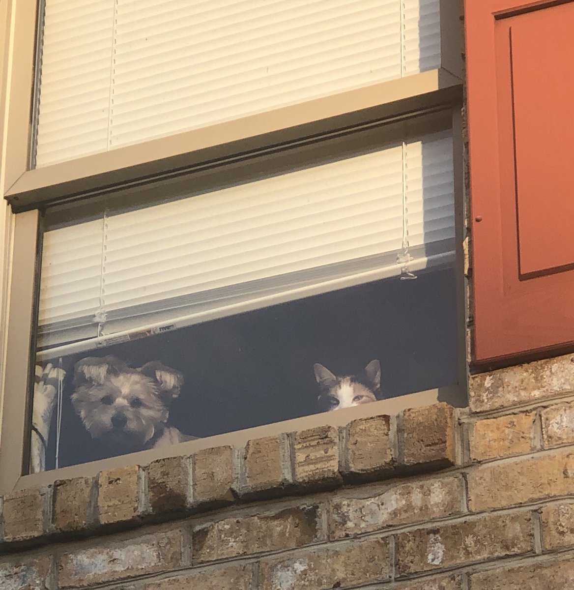 AngelaLynne453's tweet photo. Happy stupid dog day says the cat. https://t.co/W3LNz31s58