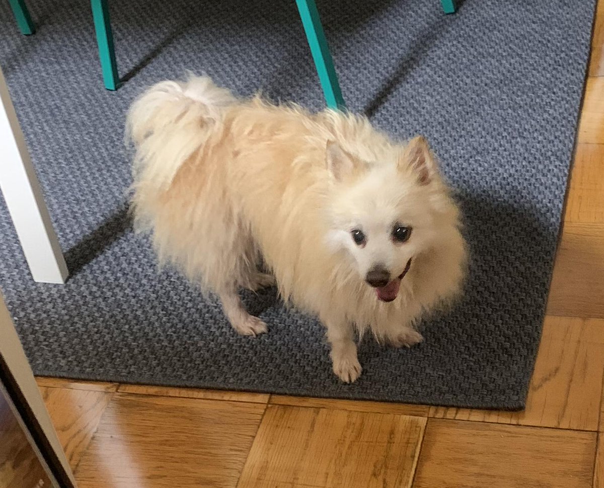 rjsuitor's tweet photo. @dog_rates @DCLuckyDog  Cheddar (fka Hugsy) in his new furever home!! #pupper #Pomeranian #LuckyDogAnimalRescue https://t.co/yUfWZs9Mxn