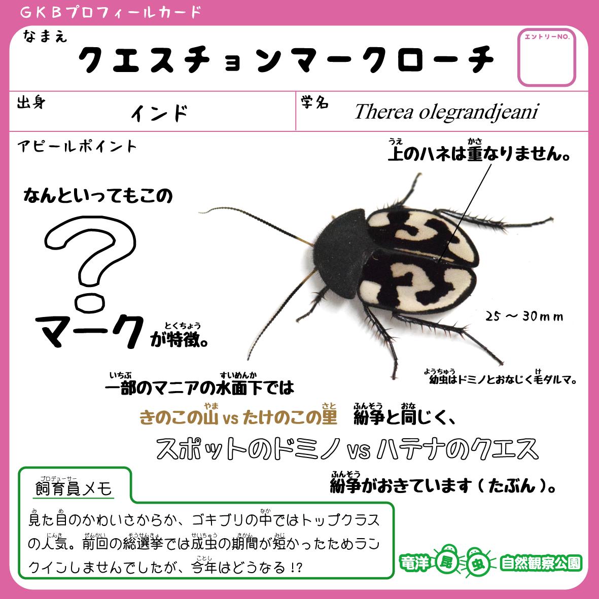 Twitter 上的 竜洋昆虫自然観察公園 公式 クエスチョンマークローチ オシャレな模様がイカすかわいい系ゴキブリです T Co G19xheumbv Twitter