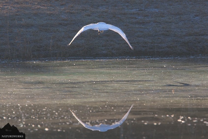NatureWurks's tweet photo. Great Egret #egrets #alligatorRiverNWR #NC #wildlifeRefuge #refuge #birds #birding #birders #birdwatching #wildlife #wildlifeplanet #animalkindom #wildlifePhotographer #photoadventues #nature #photooftheday #natureWurks #reflections #naturephotography #photography #teamcanon https://t.co/zhLNwR9nU7