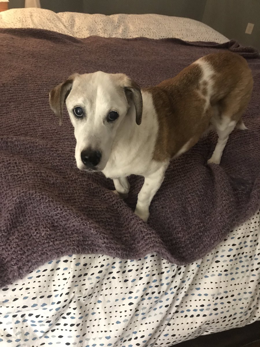 baumann_jen's tweet photo. @dog_rates 14 year old cooper waiting not so patiently for bedside service of chicken and rice! https://t.co/2tIo5EgBJD