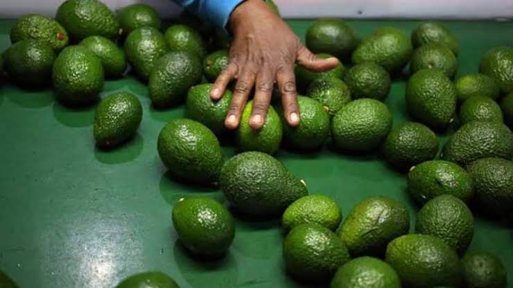 IrriHub's tweet photo. Kenya is the highest exporter of Avocado fruits in Africa.

Currently ranked 9th among the biggest exporters of Avocado around the world

The world is finally ready for 🇰🇪 Avocado 🥑.

Photos: Google
#TuesdayMorning #KOT #SDGs #ZeroHunger https://t.co/dVSOr3m8NW