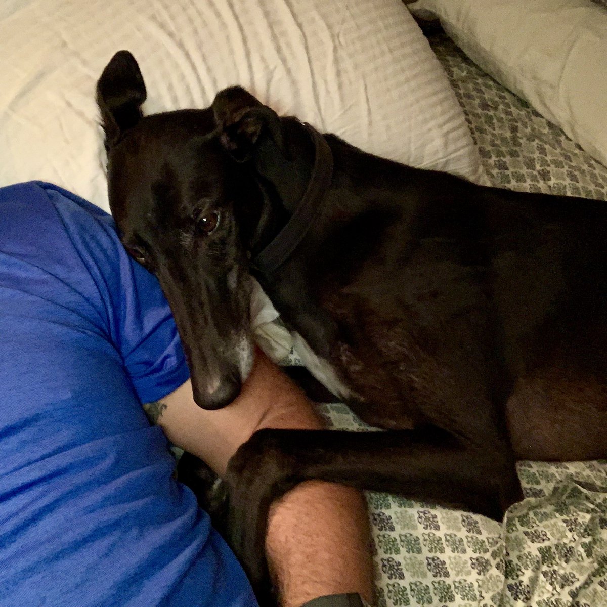 Sporting_JC's tweet photo. @dog_rates He’s an 80 lb., 45mph snuggle buddy #greyhoundsoftwitter https://t.co/DdlAQLXuOA