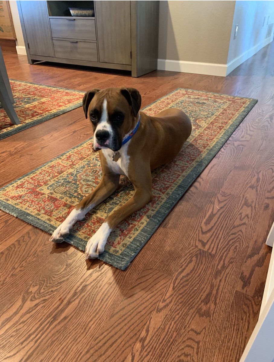 Happy National Dog Day Finley. 🐶❤️🐶