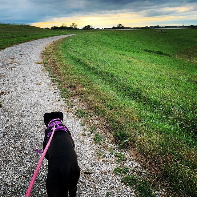 RunningRachel's tweet photo. Ending my Monday with fresh air, dirt under my feet and miles run with my Lily girl while T was at 🏈 practice. •
•
#transformapp #teacherrunner #motherfunner #dogsofinstagram #boymom #rlap #runchat #kcmo https://t.co/iTSgLW3Adx https://t.co/NdwwYuJNlA