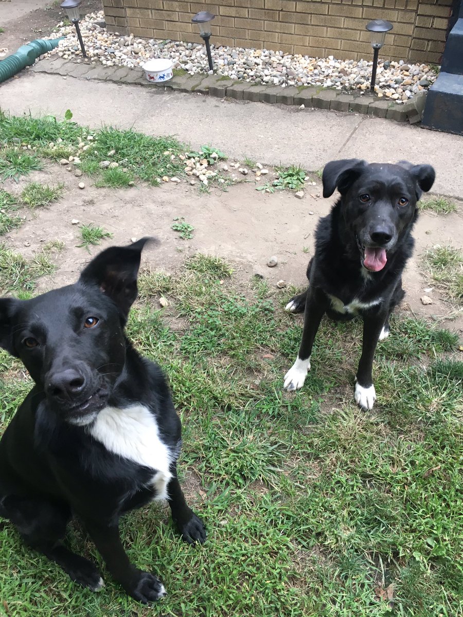 BellaandBeatrix's tweet photo. Mid 70s here. Great day for #NationalDogsDay! https://t.co/sSZwZU8BFi