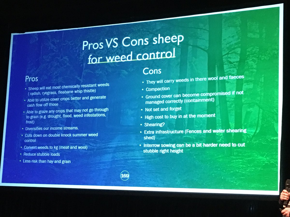 ⁦⁦<a href="/WeedSmartAU/">WeedSmart</a>⁩ week Horsham Sam Eagle gives the pros and cons of having sheep in yr system to combat weeds. ⁦@sameagle6⁩