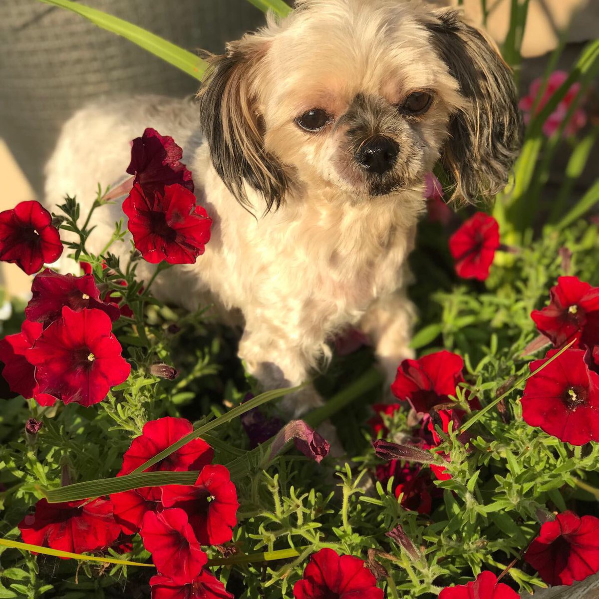 gusnfrank's tweet photo. #happynationaldogday #bernesemountaindog #Berners #bernes #KING #KINGSTON #GUS #MALIA #MUTT #goldenretriever #JOINMYHEMPARMY #CBD605 #cbdmamas #cbdfordogs #myfurbabies #dogslife #lovedogs https://t.co/pkV20rbccE