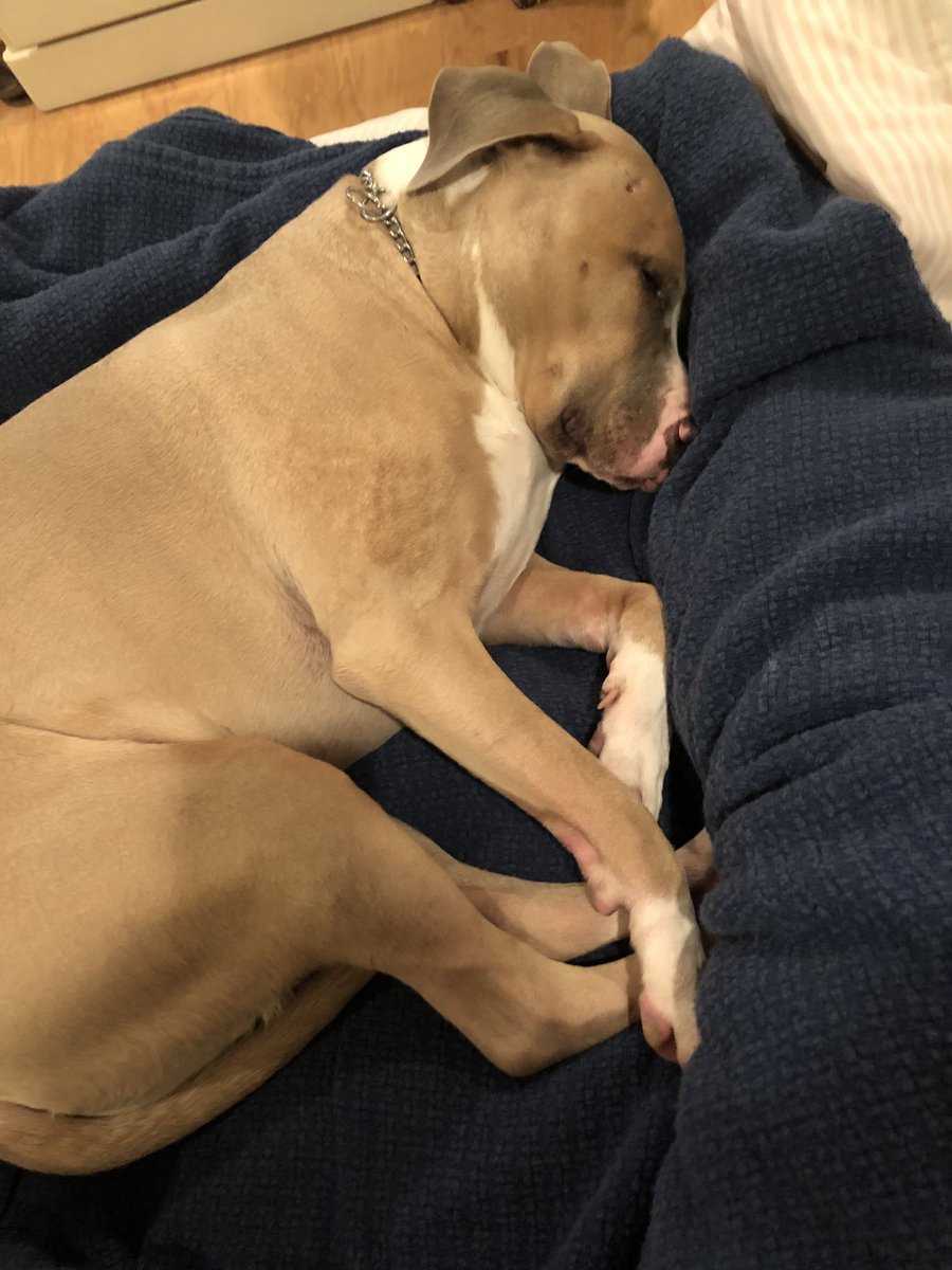 9ish years ago, we adopted Blue from <a href="/woodshumane/">Woods Humane Society</a>. Best decision we’ve ever made. #nationaldogday #pitbulllove #dogsarefamily