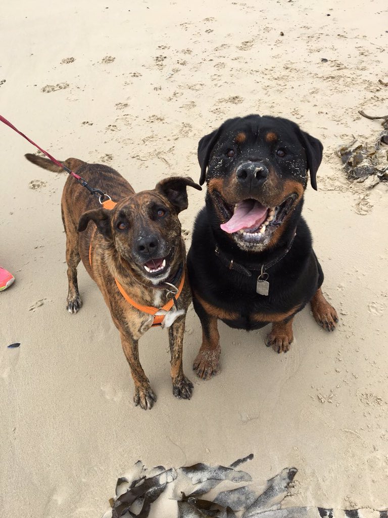 Bianca_206's tweet photo. @dog_rates Their fav spot, the beach https://t.co/dZANMOxuxq