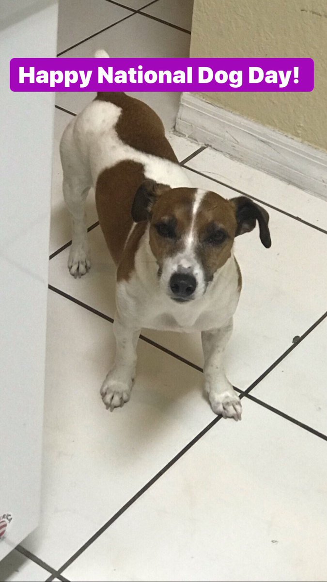 Happy #NationalDogDay post a picture of yours and tag #ThePetGuide