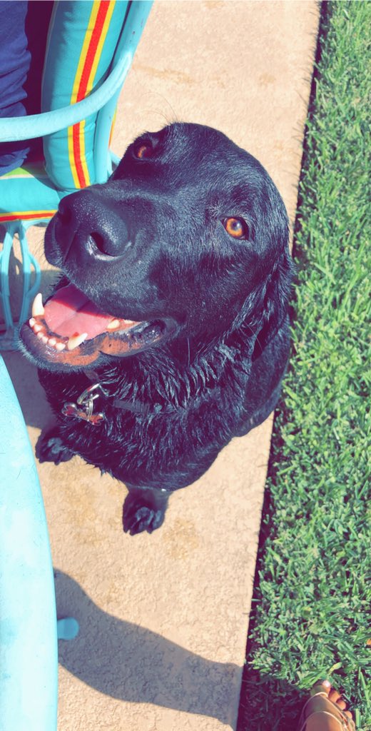 AllieAlaniz's tweet photo. Heard it was national dog day so here’s some cute and silly pics of my pup. ❤️ https://t.co/zir8TnqzgT