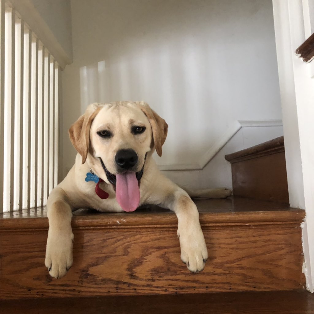 HeatherDSK's tweet photo. @dog_rates Buddy #InternationalDogDay https://t.co/W2gzYVKNcO