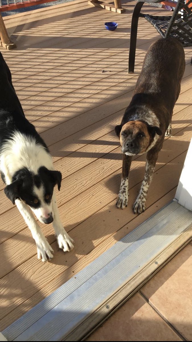 TyHo_'s tweet photo. @britterlol Double downward dog https://t.co/KNSemxGxOn