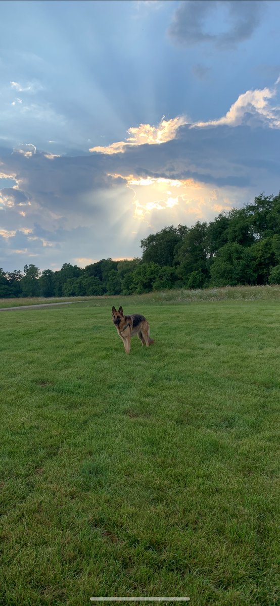 SolucionsPerito's tweet photo. #NationalDogDay2019 #GermanShepherd https://t.co/3QSFL5FlQG