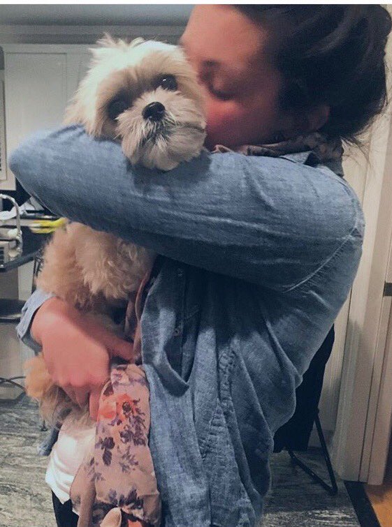 ampeakhour's tweet photo. Couldn’t resist... #InternationalDogDay Lali the shorkie https://t.co/tuuhwtBjah