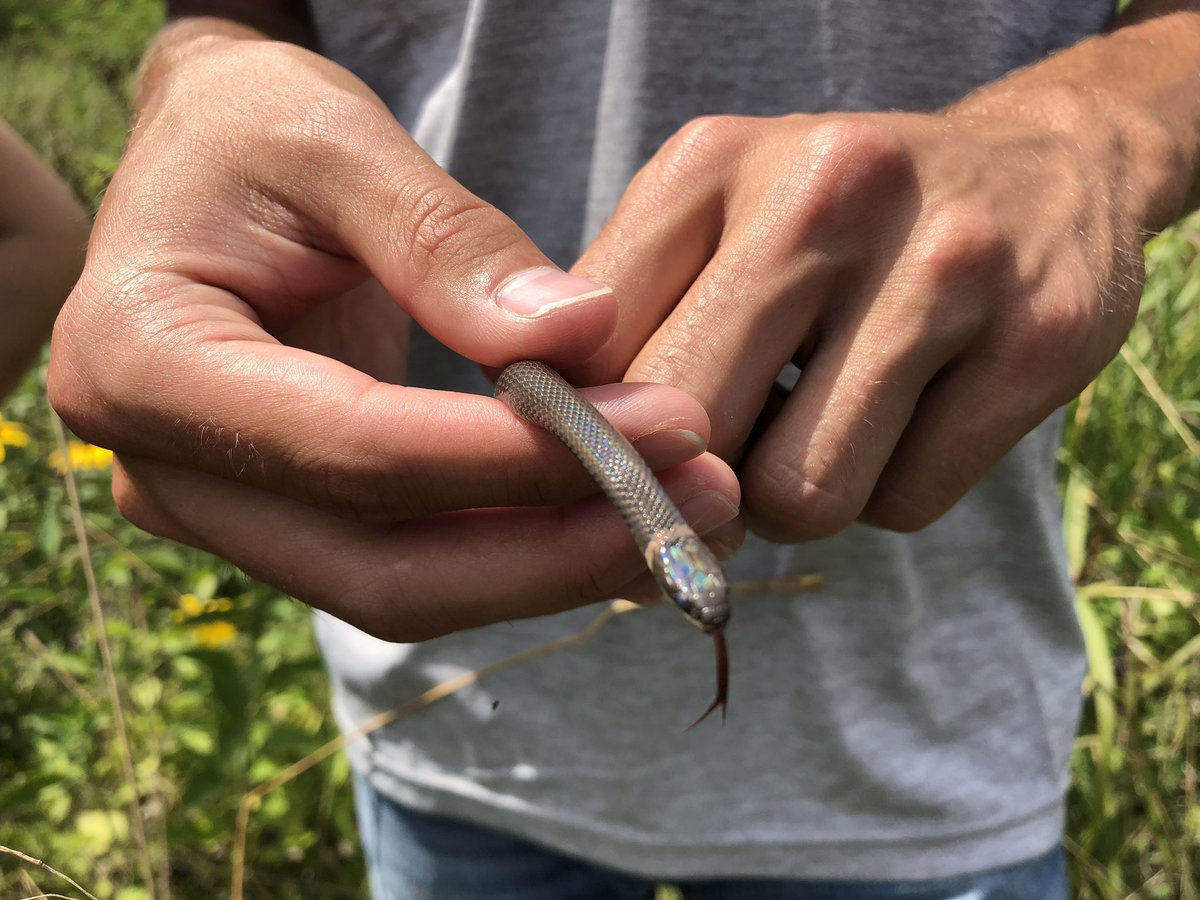 capsbio's tweet photo. Introduction to #coverboards in the afternoon! #twomoresnakes #CommonGarterSnake #Thamnophissirtalis #RingneckSnake #Diadophispunctatus https://t.co/6tHrTlp9l5