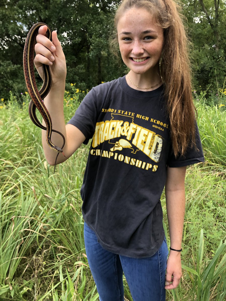 capsbio's tweet photo. Introduction to #coverboards in the afternoon! #twomoresnakes #CommonGarterSnake #Thamnophissirtalis #RingneckSnake #Diadophispunctatus https://t.co/6tHrTlp9l5