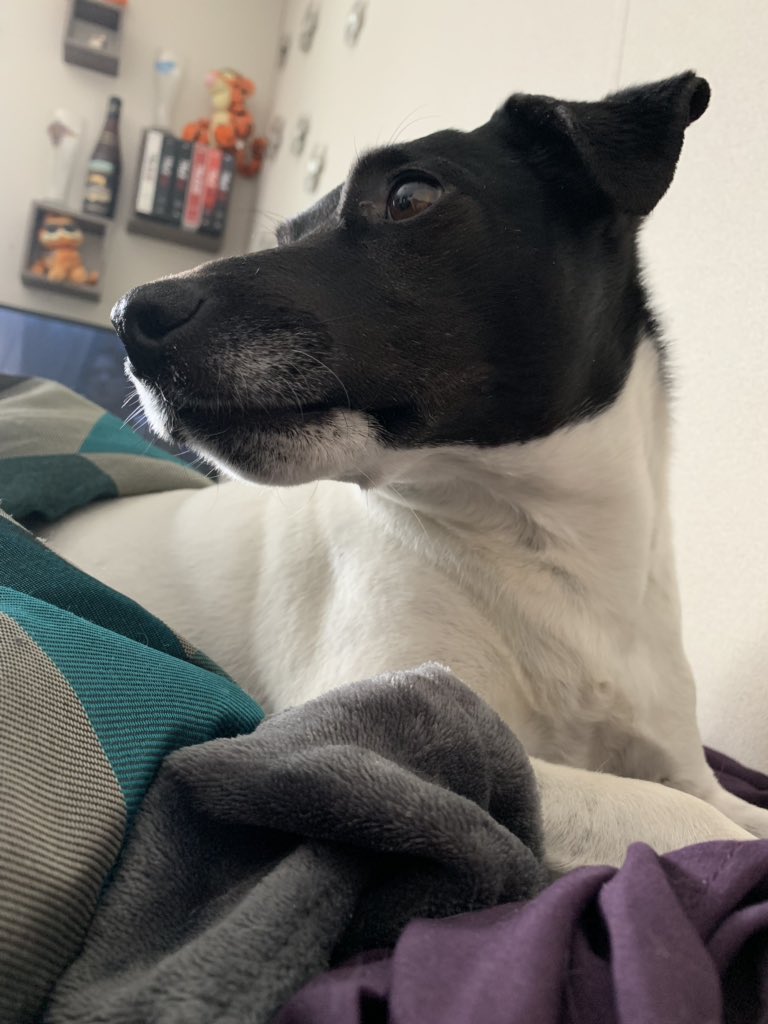 #happynationaldogday  we had a great evening! Treats and a walk