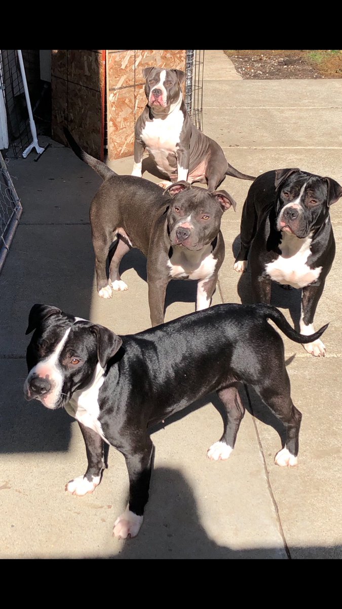 #NationalDogDay2019 my little trouble makers!  #pitbulllover  #Rocky #Rocket #Rocco #Lunna & #Savannah (not in pic).