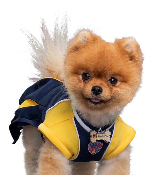 *Please follow and RT!*
🐾First official Pom-Pom🐾
🐾Don’t make fun of me or my cheerleading skills🐾
🐾Full of team spirit and happiness🐾
🐾Loves all role-play🐾
🐾Ships with any puppy🐾
🐾GO GROWLERS!!🐾