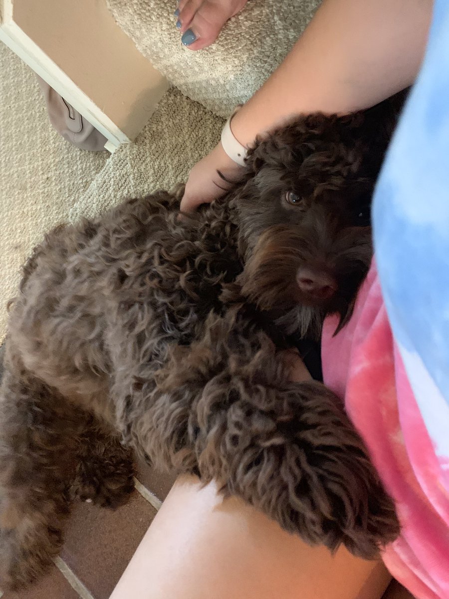 bree_marie03's tweet photo. happy #NationalDogDay !!! Here’s a pic of my sweet puppy and a reminder that we’re trying to raise money so he can be trained as my service dog!! https://t.co/SUUlfkYxDf https://t.co/9ZeKZSvy3H