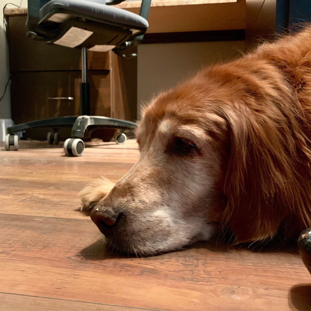 Holding down the office #dataanalysis #waveforms #seismicwaves #blasting #guarddog