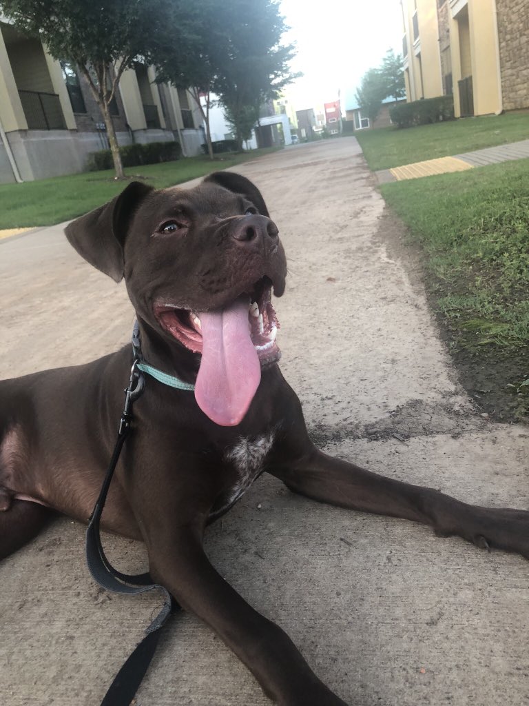 mallorywinburn_'s tweet photo. @dog_rates https://t.co/hmWamxOmXB