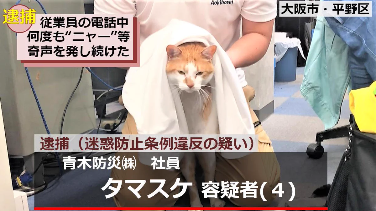 容疑者タマスケ氏の自宅らマタタビを押収か。