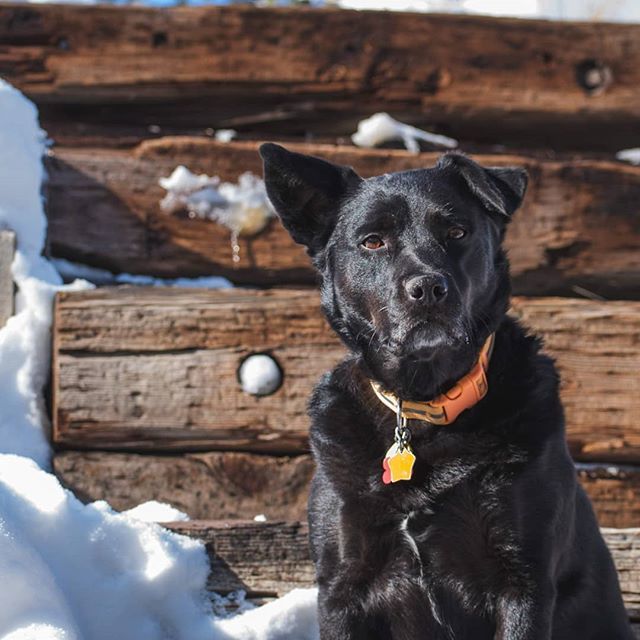 AaronVogtPhoto's tweet photo. Happy #internationaldogday to my favorite dogo. #dog #dogs #dogsofinstagram #nikonphoto https://t.co/hLbJvZTGLz
